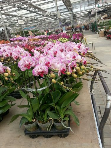 盛芳花卉市场