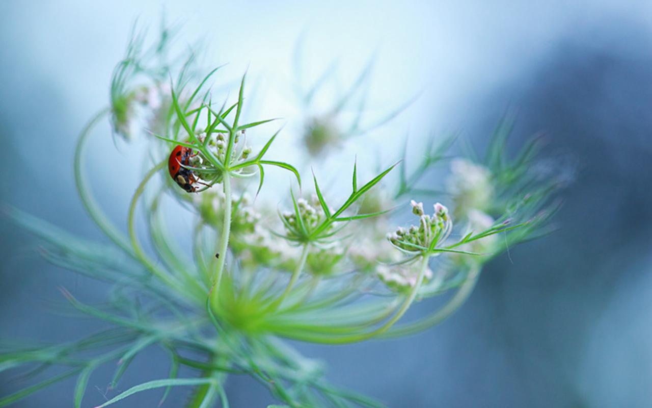 小清新唯美昆虫植物高清桌面壁纸