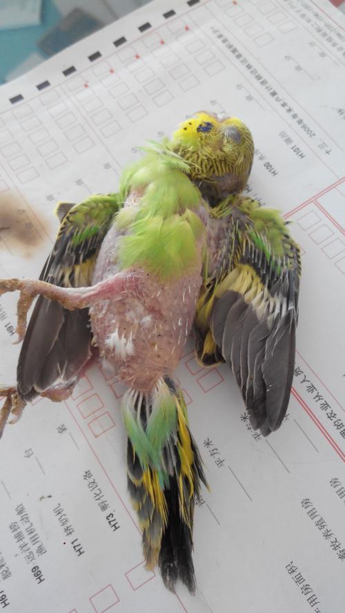哪位高人知道快要出窝的小虎皮鹦鹉自己怎么死的