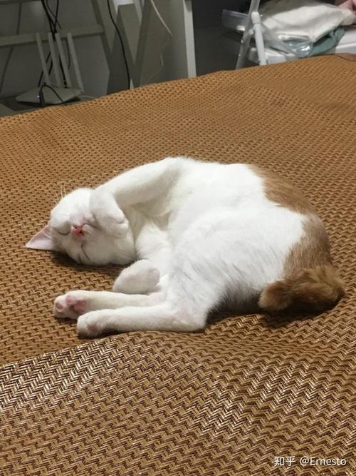 猫真的会被打服吗?