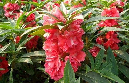 凤仙花有哪些种类