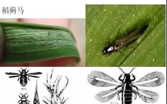 大棚作物均有为害,在瓜果,蔬菜上发生为害的主要种类有瓜蓟马,葱蓟马