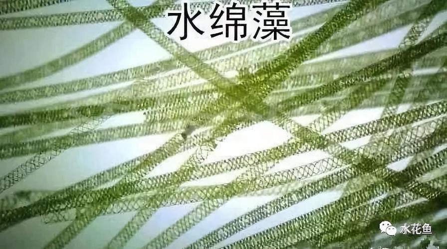 水绵藻(spirogyra)为不分枝的丝状体.