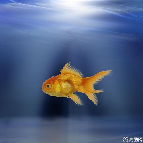 鱼 水族馆 游泳 金鱼