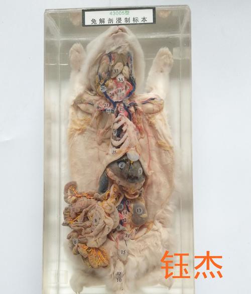 兔解剖浸制标本 j4105 初高中学生物模型实验器材 生物教学仪器