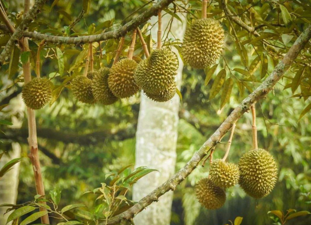 城里人可能不知道,榴莲是长在树上的,火龙果结在"仙人