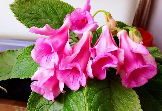 月光凤尾竹音起艳斑猫脸也花容苦苣苔花