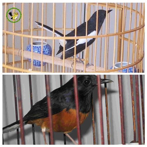 长尾四喜黑白四喜活体鸟观赏鸟宠物鸟商品图片价格