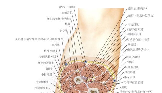 美图分享最全的前臂解剖骨肌肉血管神经