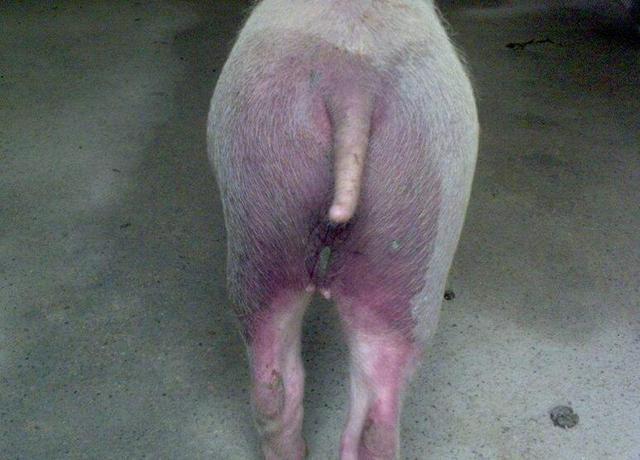 猪蓝耳病是什么症状?猪蓝耳病怎么预防治疗?本文为你