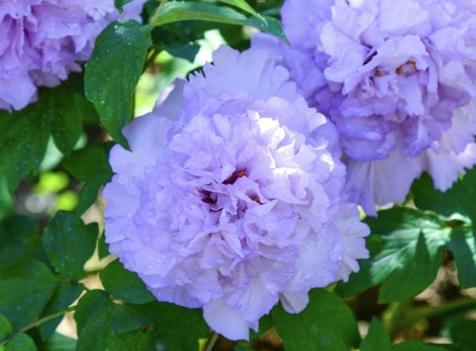 蓝田玉牡丹  图源:网络