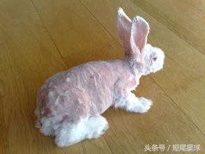 夏天到了,该给兔子剪毛了
