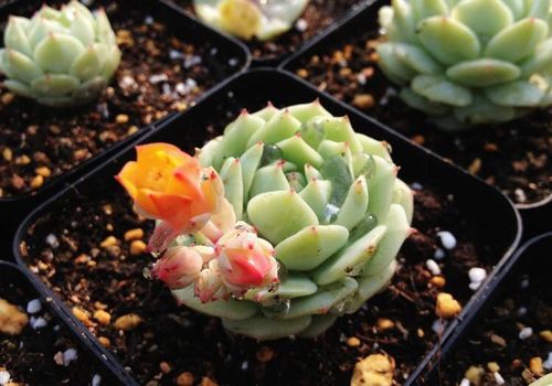 多肉补全计划-静夜