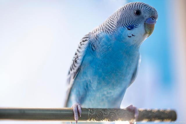 夏天温度太高,虎皮鹦鹉怕热吗?