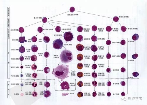 看过来!血液细胞形态观察若干知识点