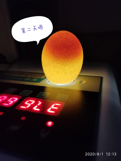 小鸡孵化记--陈枥牧