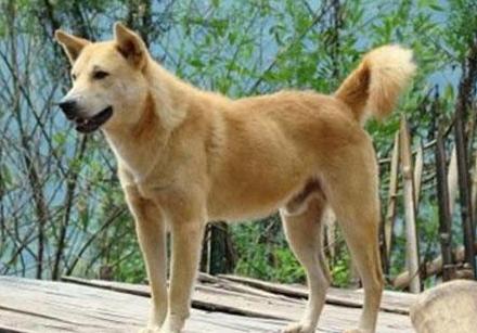 土狗价格多少钱一斤土狗幼犬多少钱一只