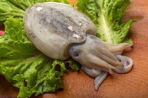 目鱼和墨鱼有什么区别