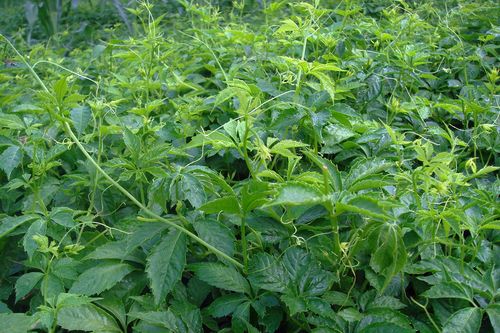 很多朋友都在找这草,调血压降血糖,比吃药都好