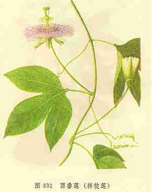 西番莲(转枝莲)