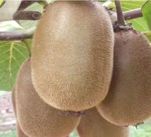 猕猴桃品种这么多到底哪些品种比较好