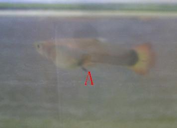 孔雀鱼(凤尾鱼)是不是怀孕了?【图】