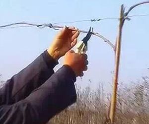 [基本技术]猕猴桃幼树期冬季修剪技术