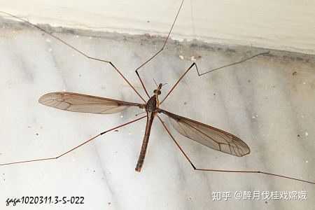 山田大蚊,雄,腹端不具产卵管