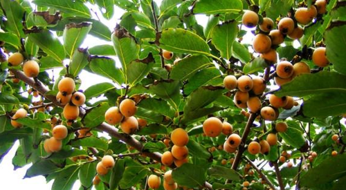 小柿子的功效与作用 小柿子可以吃吗