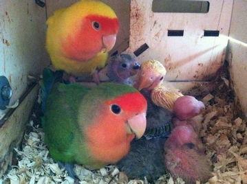 绿头牡丹鹦鹉和黄头牡丹鹦鹉可以配对吗