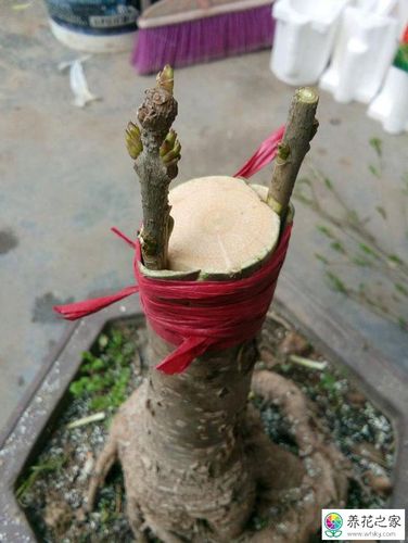 花木嫁接的方法有哪些