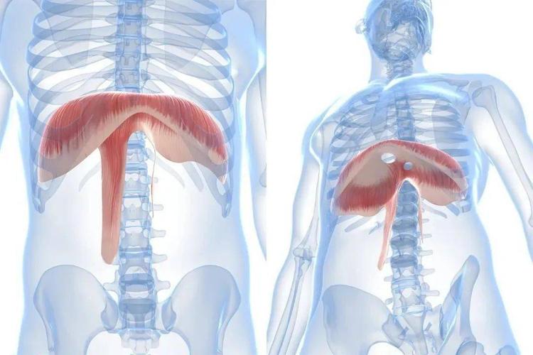 从解剖学角度深度了解横膈膜