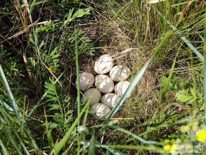 野鸭子和野鸭蛋