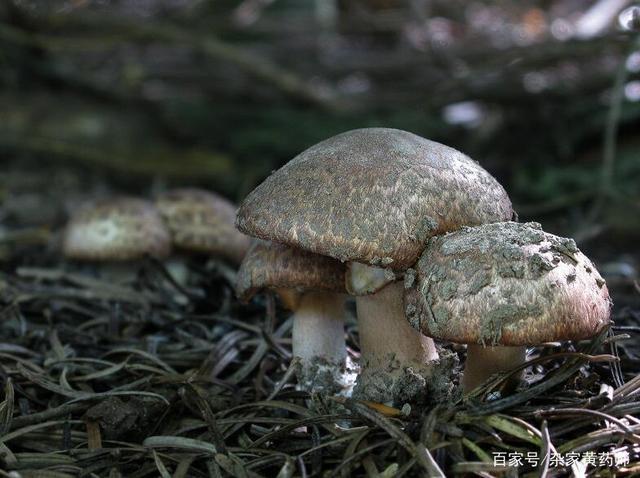 荒野维生野菜系列——林地蘑菇