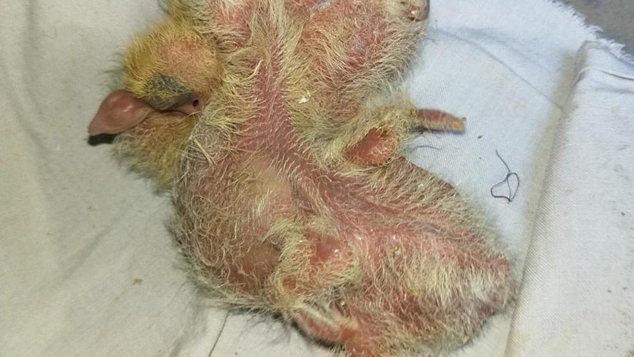 如何喂养刚破壳的鸽子幼崽,简单方便又实用,分享给大家.