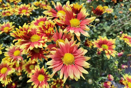 2021北京植物园菊花展开始了.目前花田中的小菊花还有