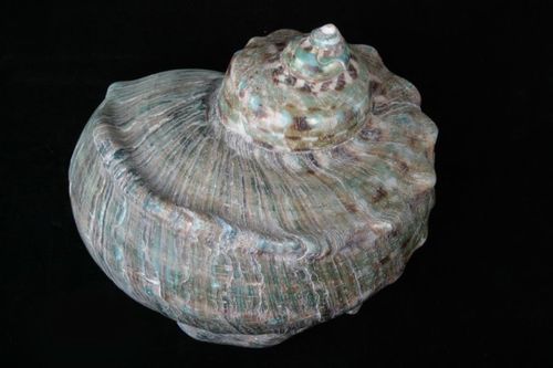 夜光蝾螺丁蛎寄生海扇蛤第三部分"软体动物的七大类别"陈述了贝壳的