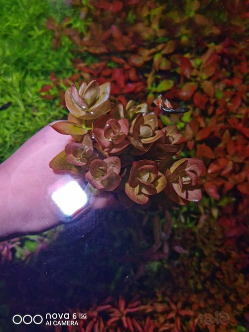 紫三角10青叶红丝15西瓜对叶10南美小圆叶10绿丁香5叶底红5虎耳5紫红