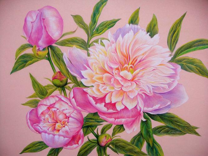 芍药花开——水溶彩铅,彩色卡纸|纯艺术|绘画|火儿 - 原创作品 - 站酷
