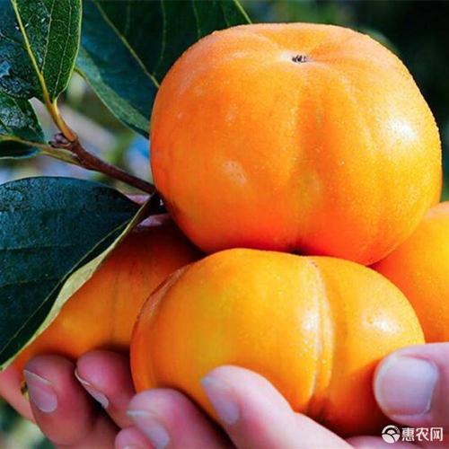 太秋甜柿苗 正宗太秋甜柿 日本甜柿 摘下就可以吃 精品一级苗 南北方