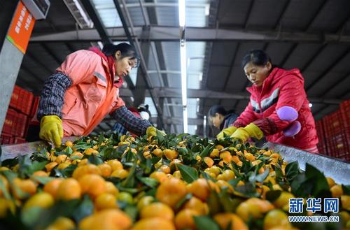 11月26日,在富川瑶族自治县一家水果加工厂,工人在清洗蜜橘.