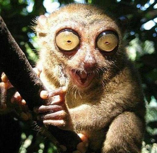 我有一双大眼睛_搞笑图片_猪头开心网