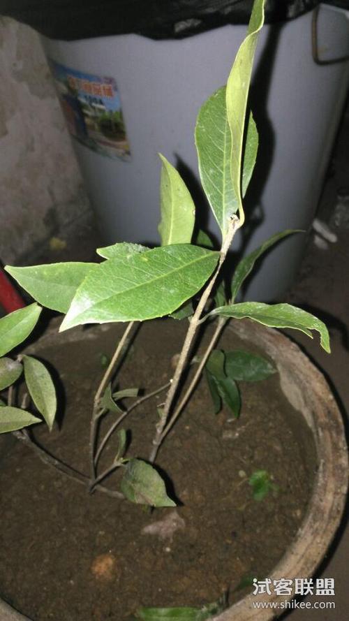 桂花树苗,带土,根系发达,苗直,粗壮,易种