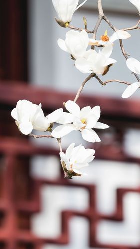 白玉兰摄影图片高清手机壁纸