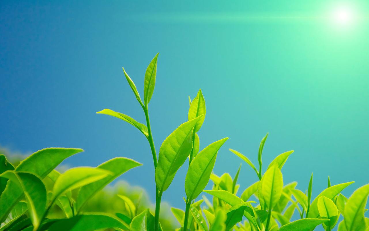 清新绿色护眼高清植物桌面壁纸