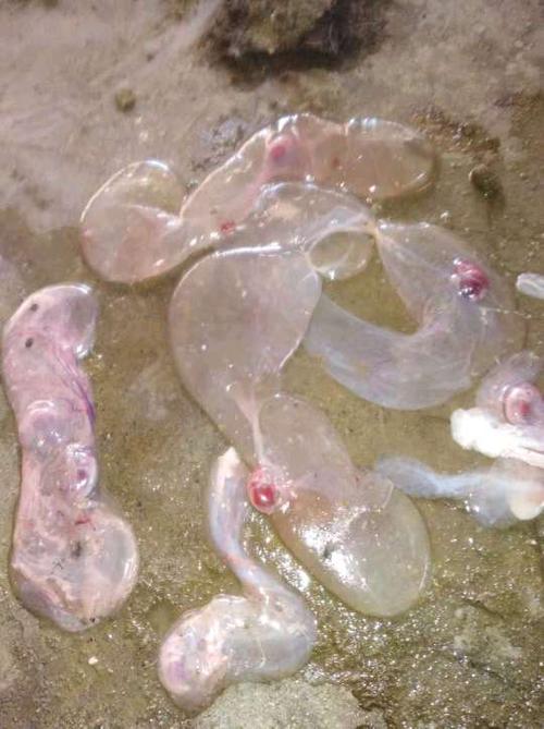 妊娠母猪:配种一月后流产 第二天防疫细小 第三注射头孢氨苄 第四天着