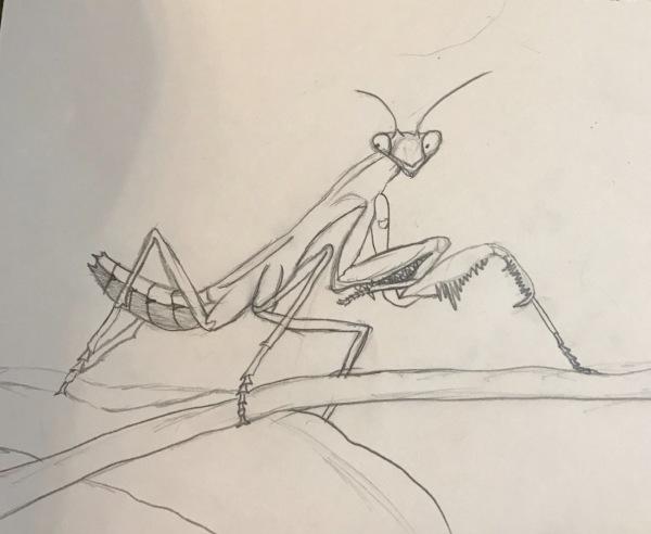 他很喜欢这种张牙舞爪的捕食性昆虫,每天都要把玩一会,所以也有螳螂的