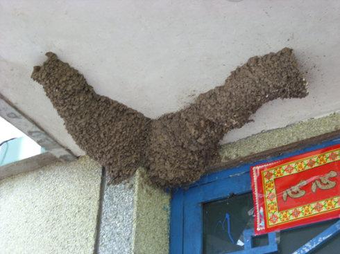 东北农家屋檐下的燕巢