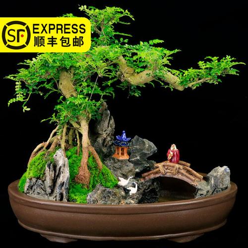 购客清香木大型山水盆景庭院绿植悬崖假山造型树桩办公室精品附石盆景