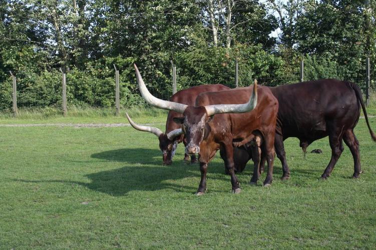 牛,绿色,动物园,喇叭